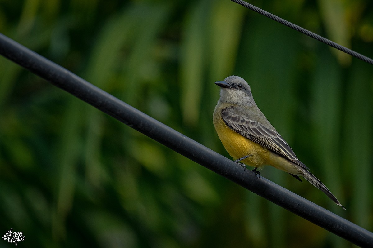 Tropical Kingbird - Daniel Pineda Vera