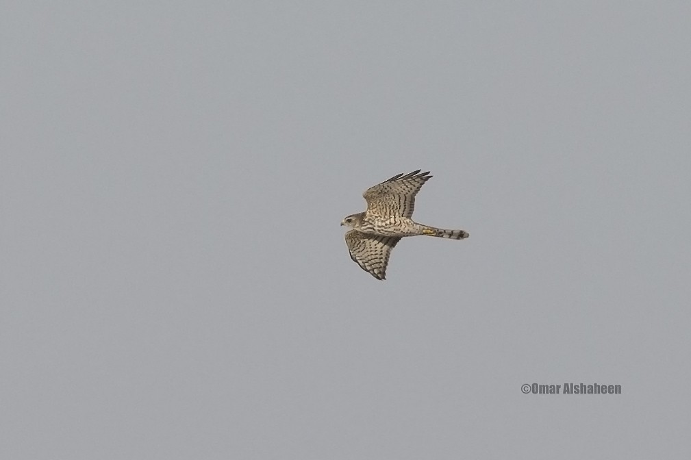 Levant Sparrowhawk - ML37434491