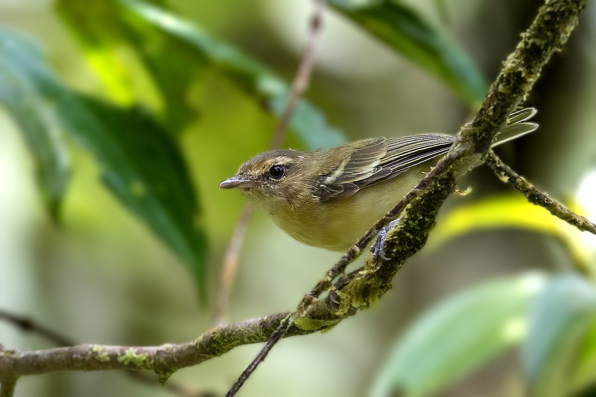 Choco Vireo - Bradley Hacker 🦜