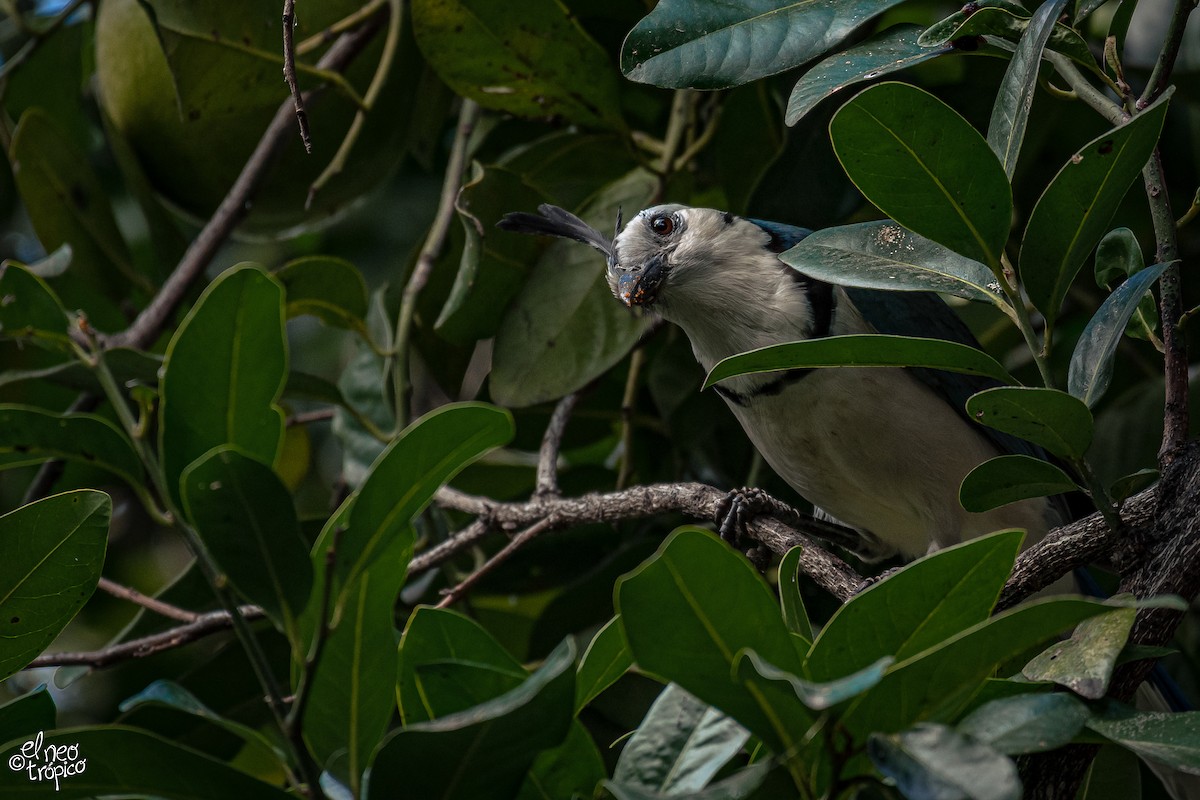 White-throated Magpie-Jay - Daniel Pineda Vera