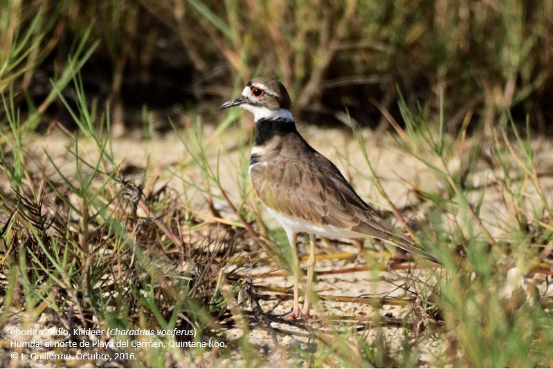 Killdeer - ML37434671