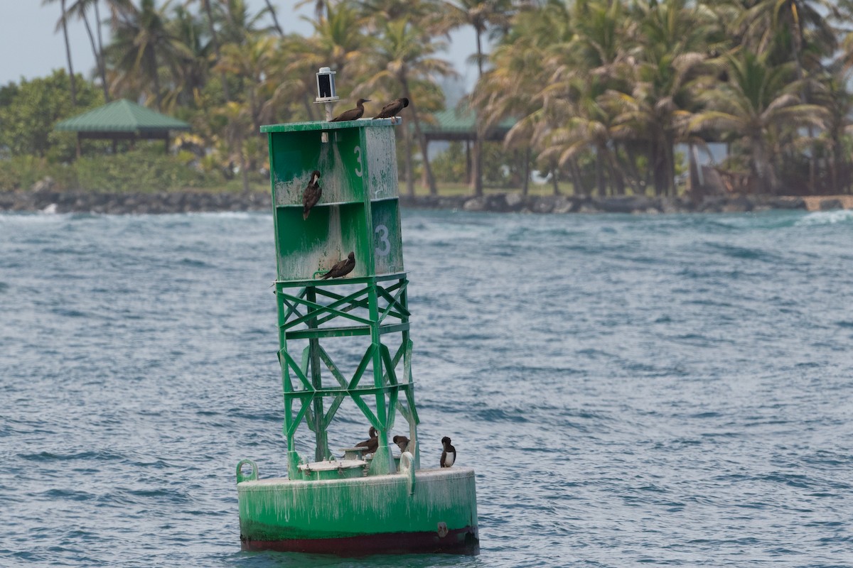 Brown Booby - ML374346811