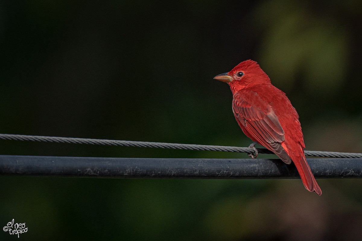 Summer Tanager - Daniel Pineda Vera