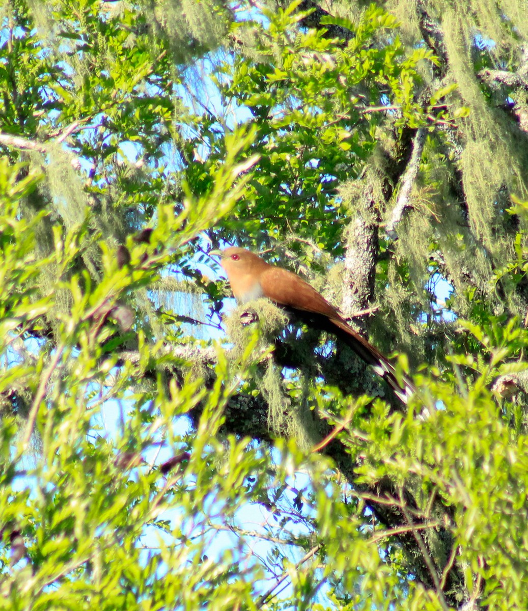 Squirrel Cuckoo - ML374348371