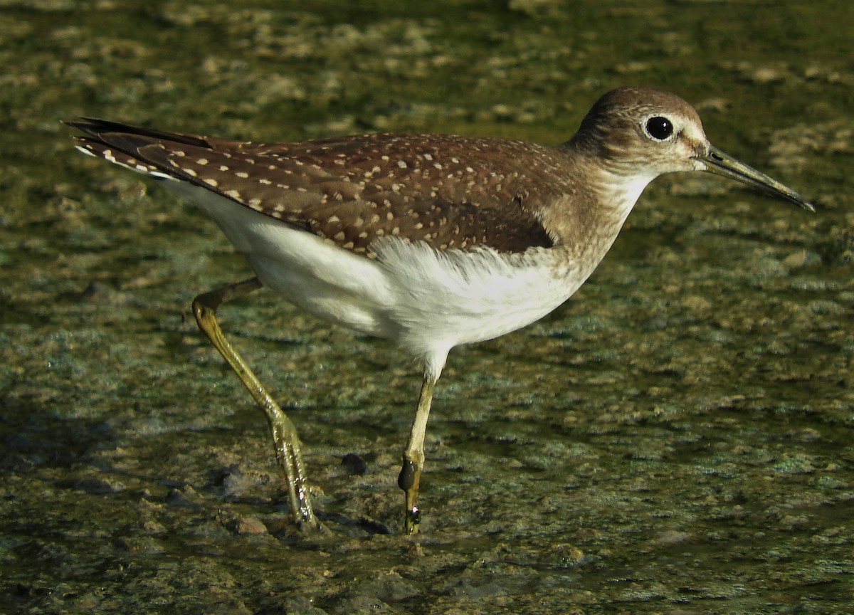 Solitary Sandpiper - Eric Haskell