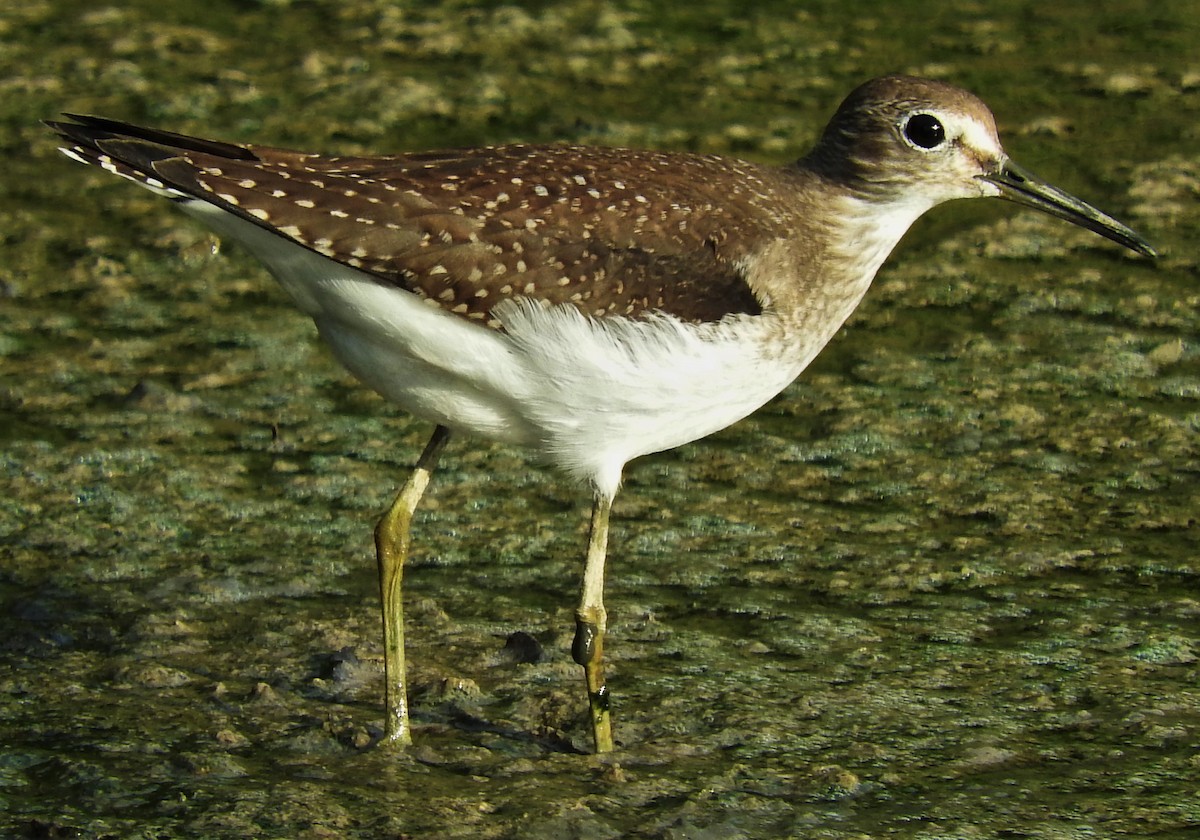 Solitary Sandpiper - Eric Haskell