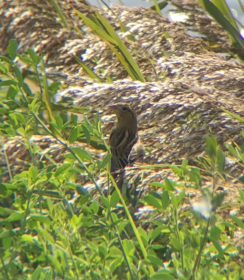 bobolink americký - ML374348531