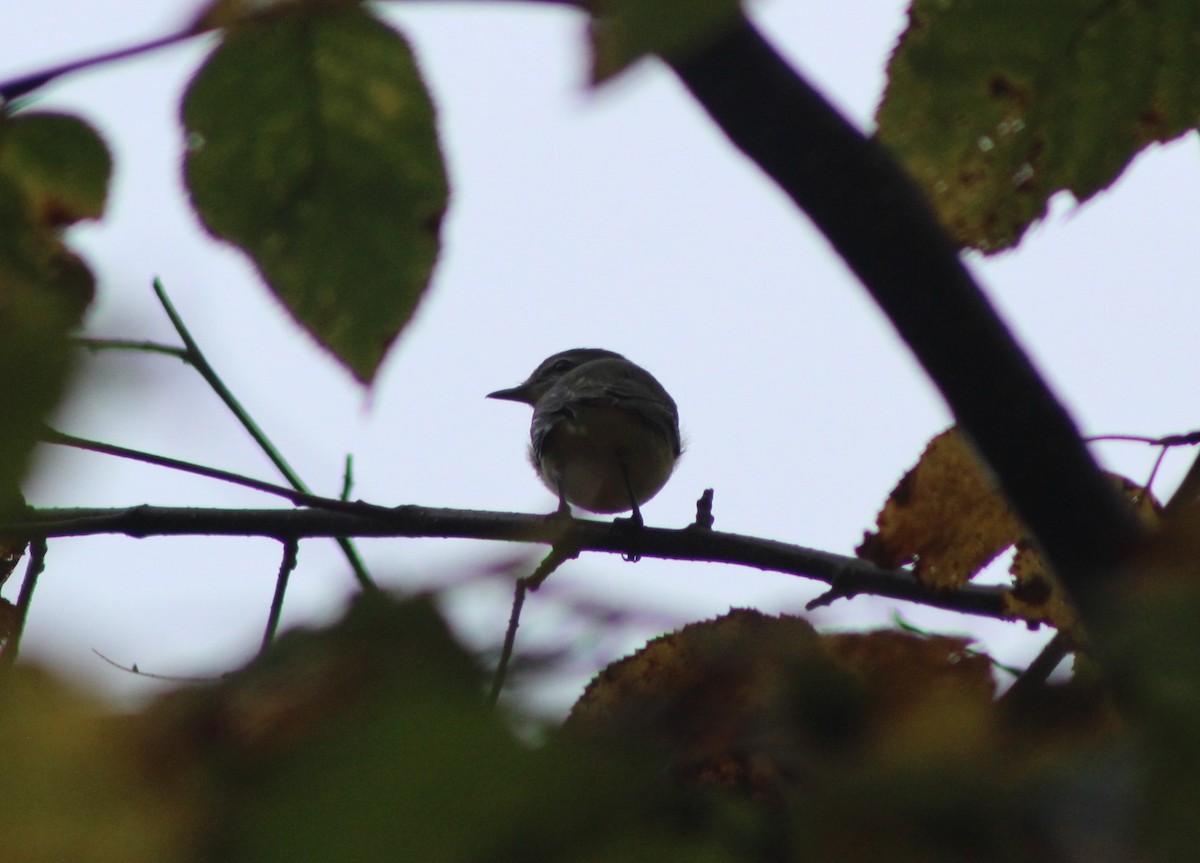 Philadelphia Vireo - ML374349901