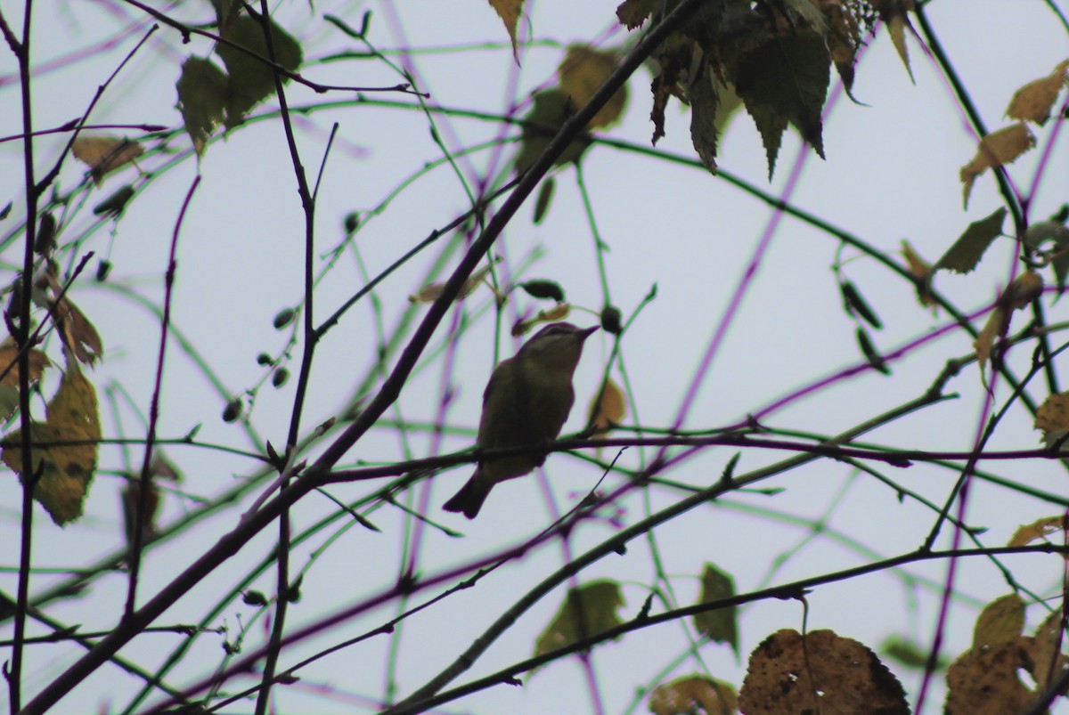 Vireo de Filadelfia - ML374349911