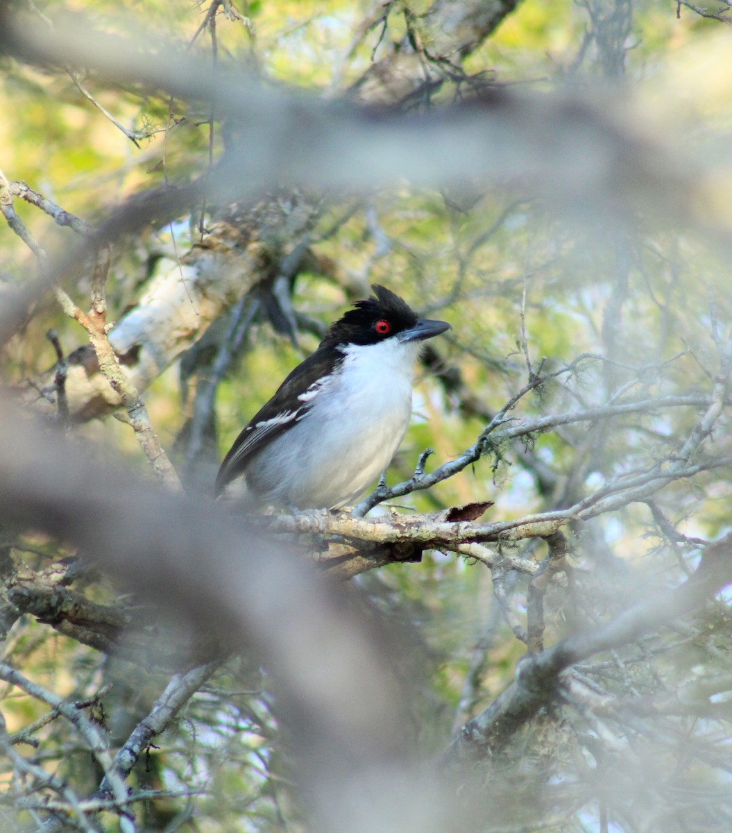 Great Antshrike - ML374351191