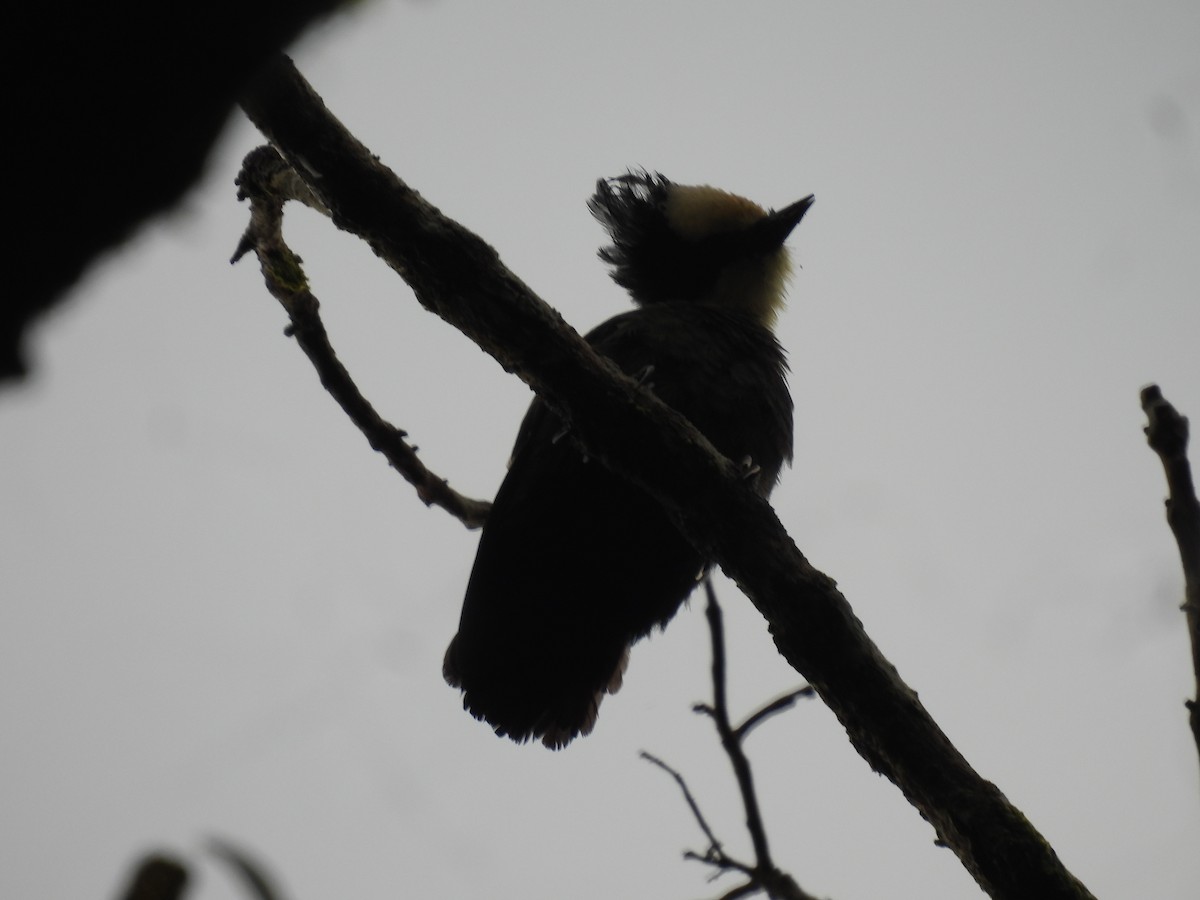 Heart-spotted Woodpecker - ML374351361