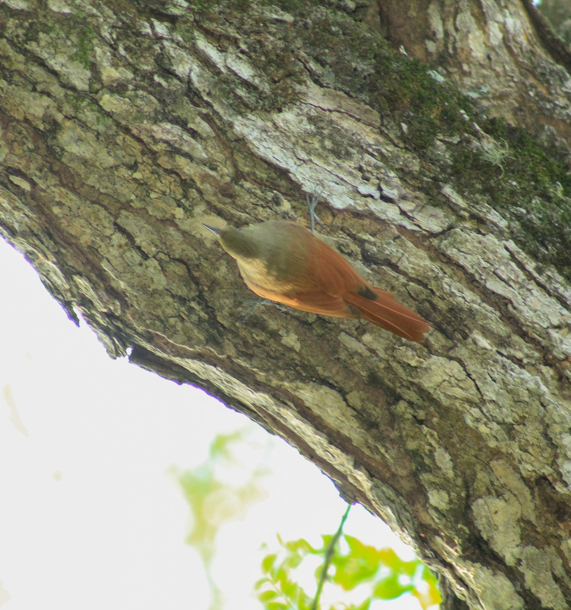 Olivaceous Woodcreeper - ML374351471