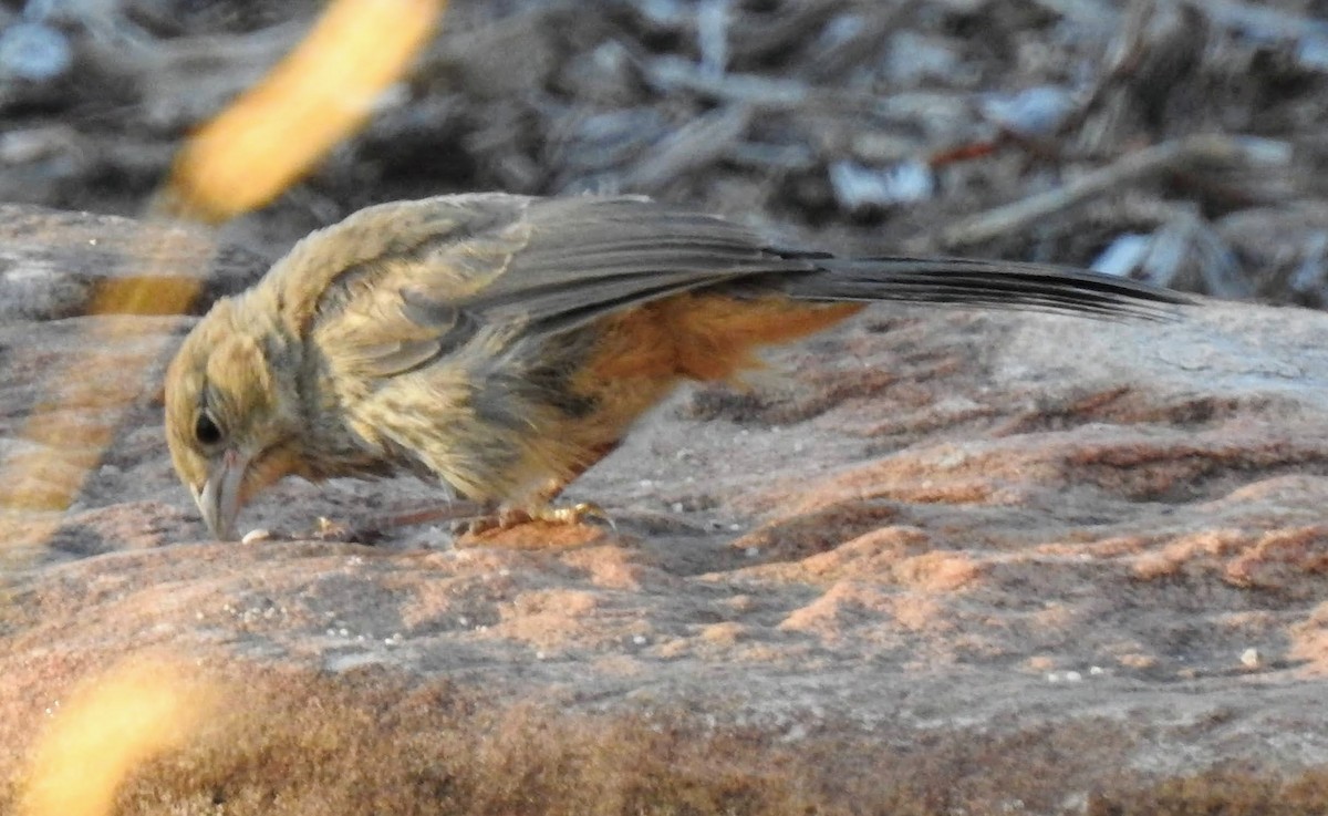 Canyon Towhee - ML374352331
