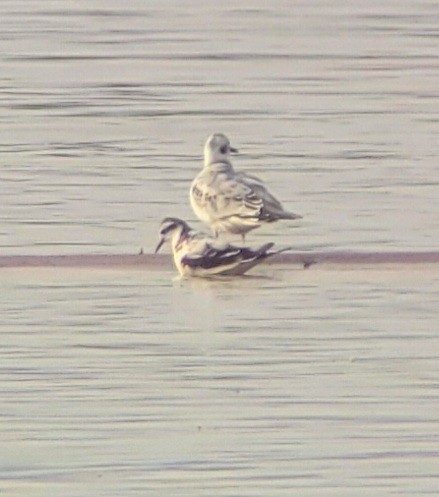 Little Gull - ML374352461