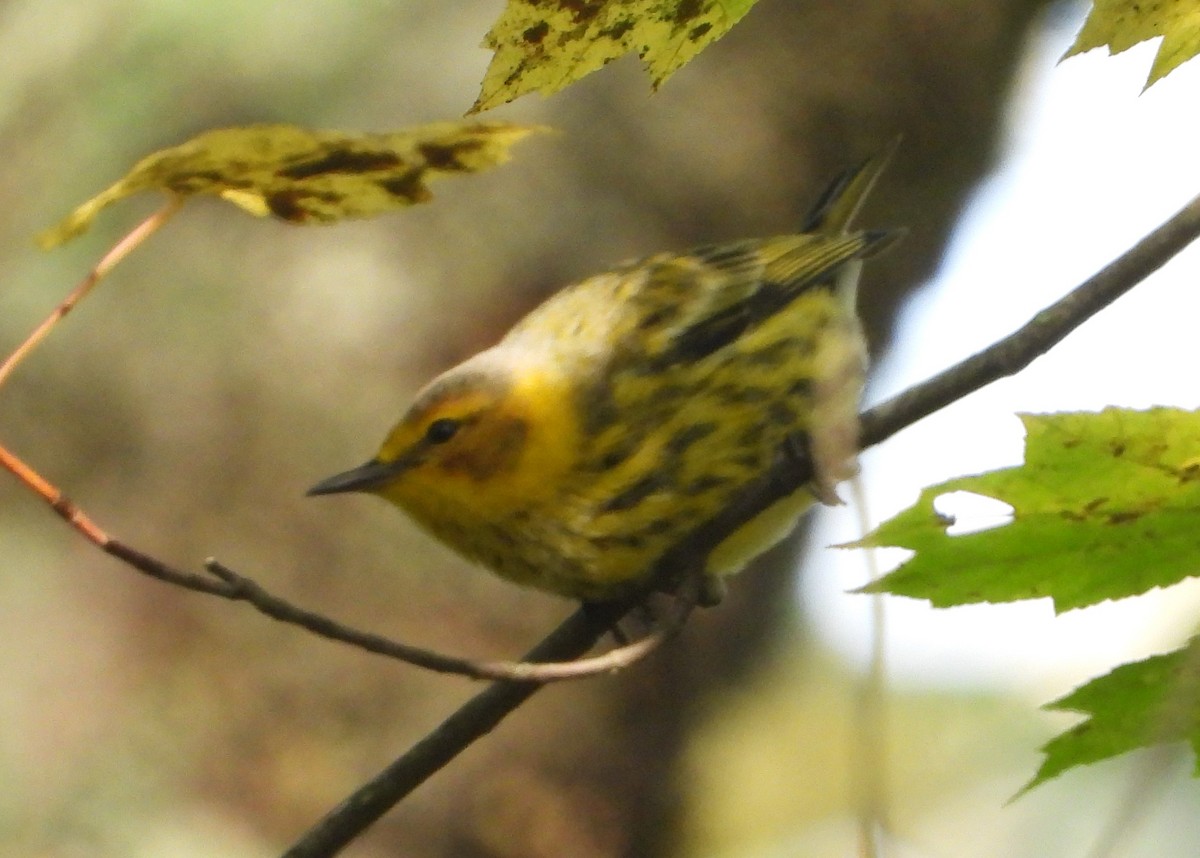 Cape May Warbler - Amy Boggan