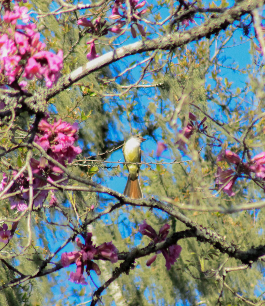 Brown-crested Flycatcher - ML374353981