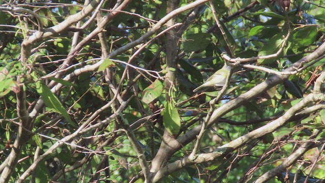 Blue-headed Vireo - ML374354661