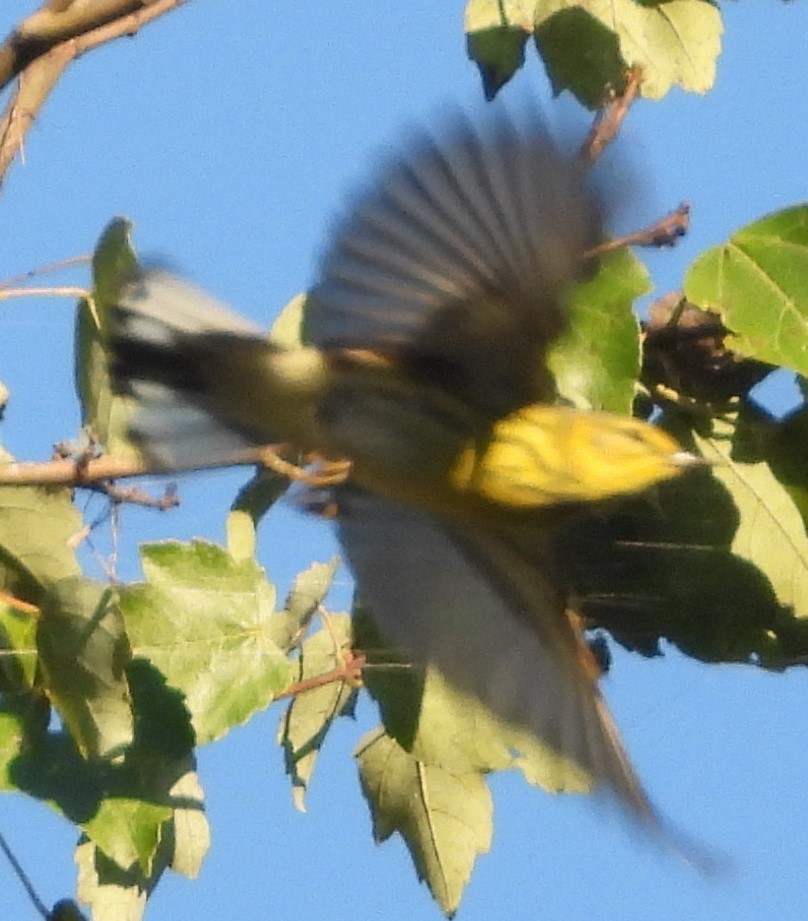 Cape May Warbler - Amy Boggan