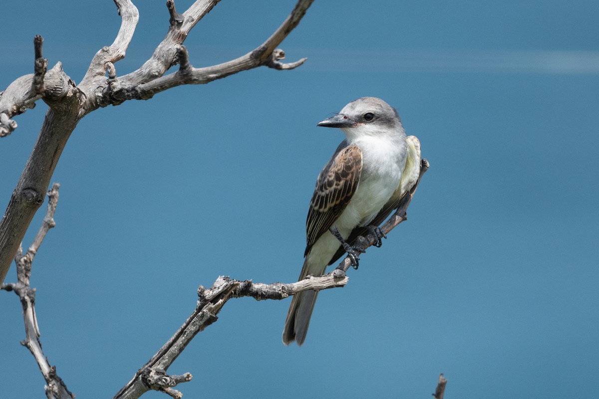 Gray Kingbird - ML374354971