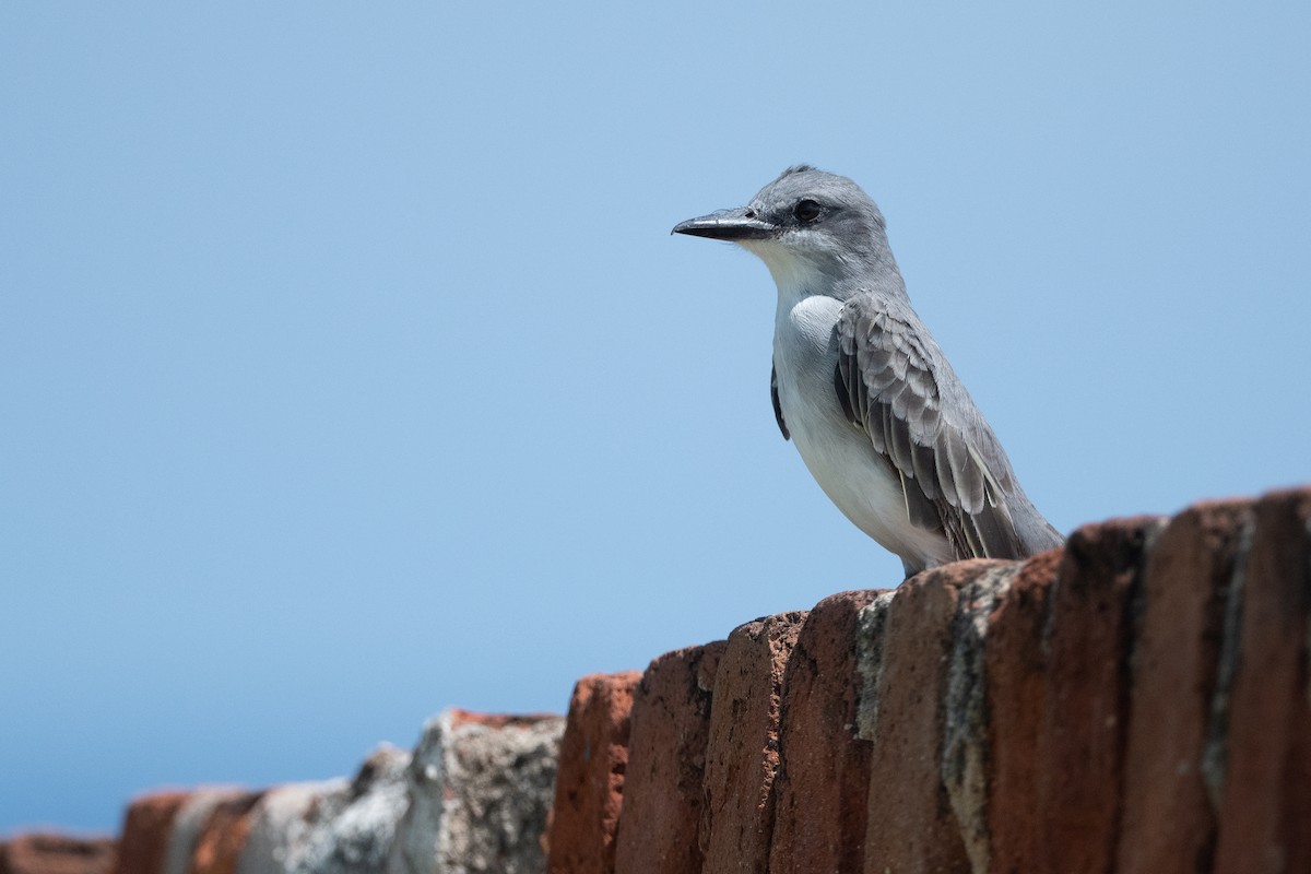 Gray Kingbird - ML374354991