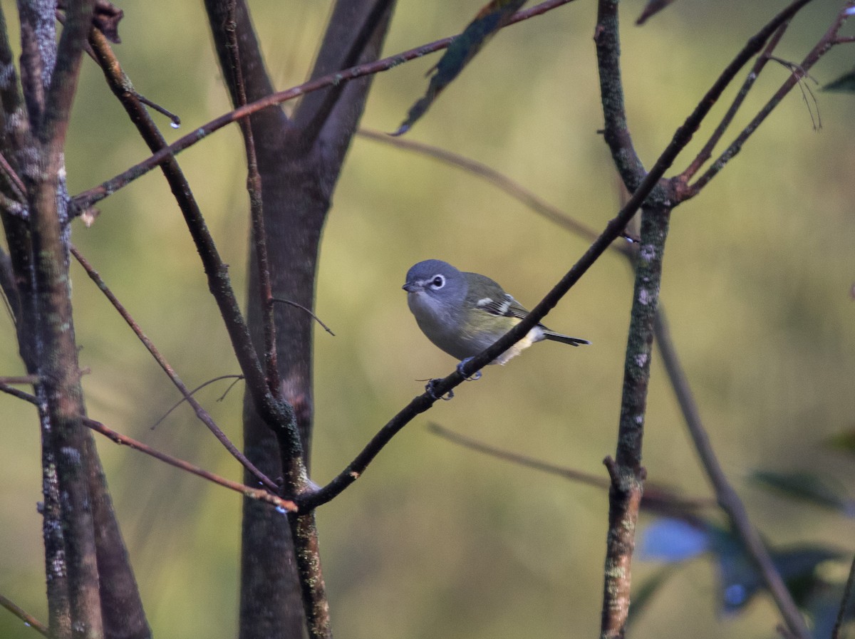 Blue-headed Vireo - Mike Fialkovich