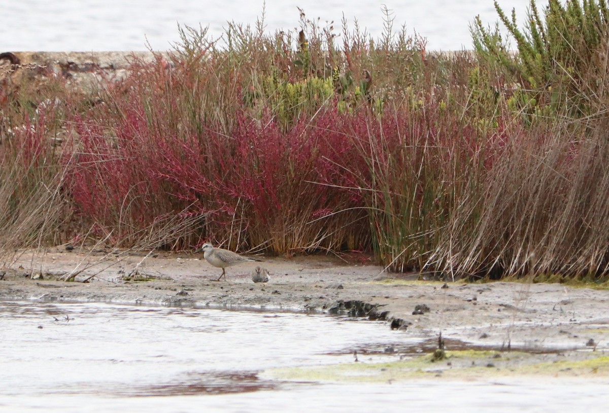 Red Knot - ML374359781