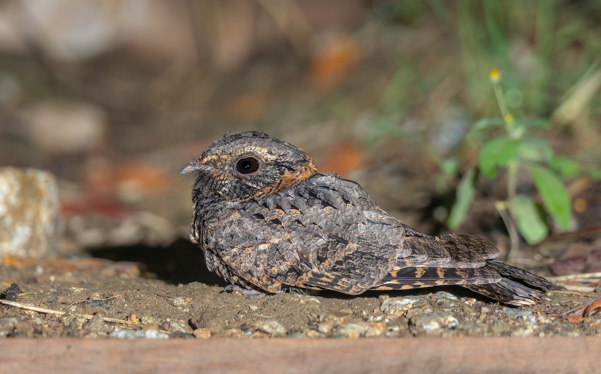 Buff-collared Nightjar - ML374360701