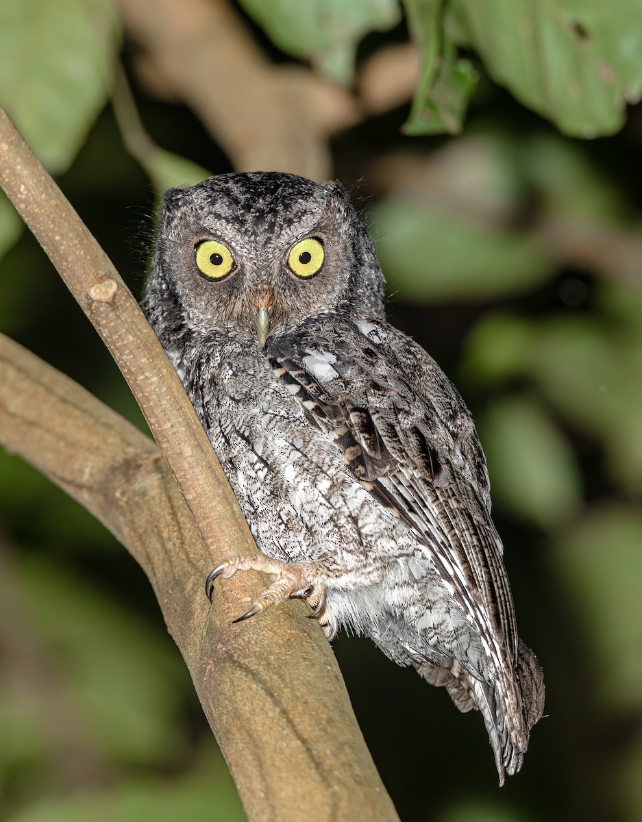 Middle American Screech-Owl - ML374361531