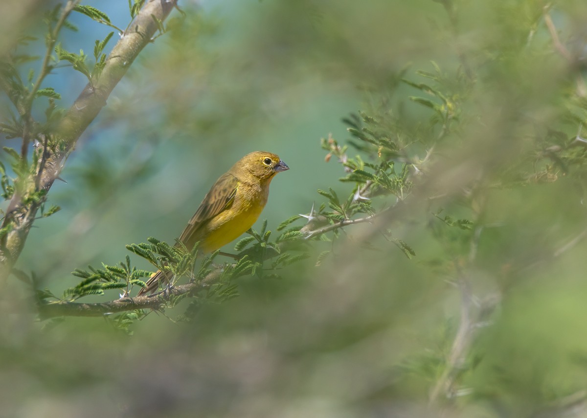 Grassland Yellow-Finch - ML374362301