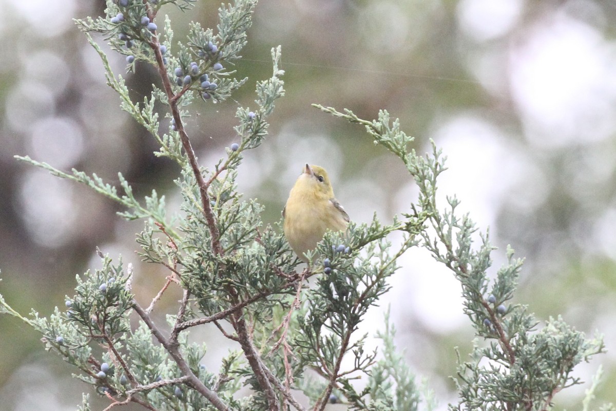 Bay-breasted Warbler - ML374362511