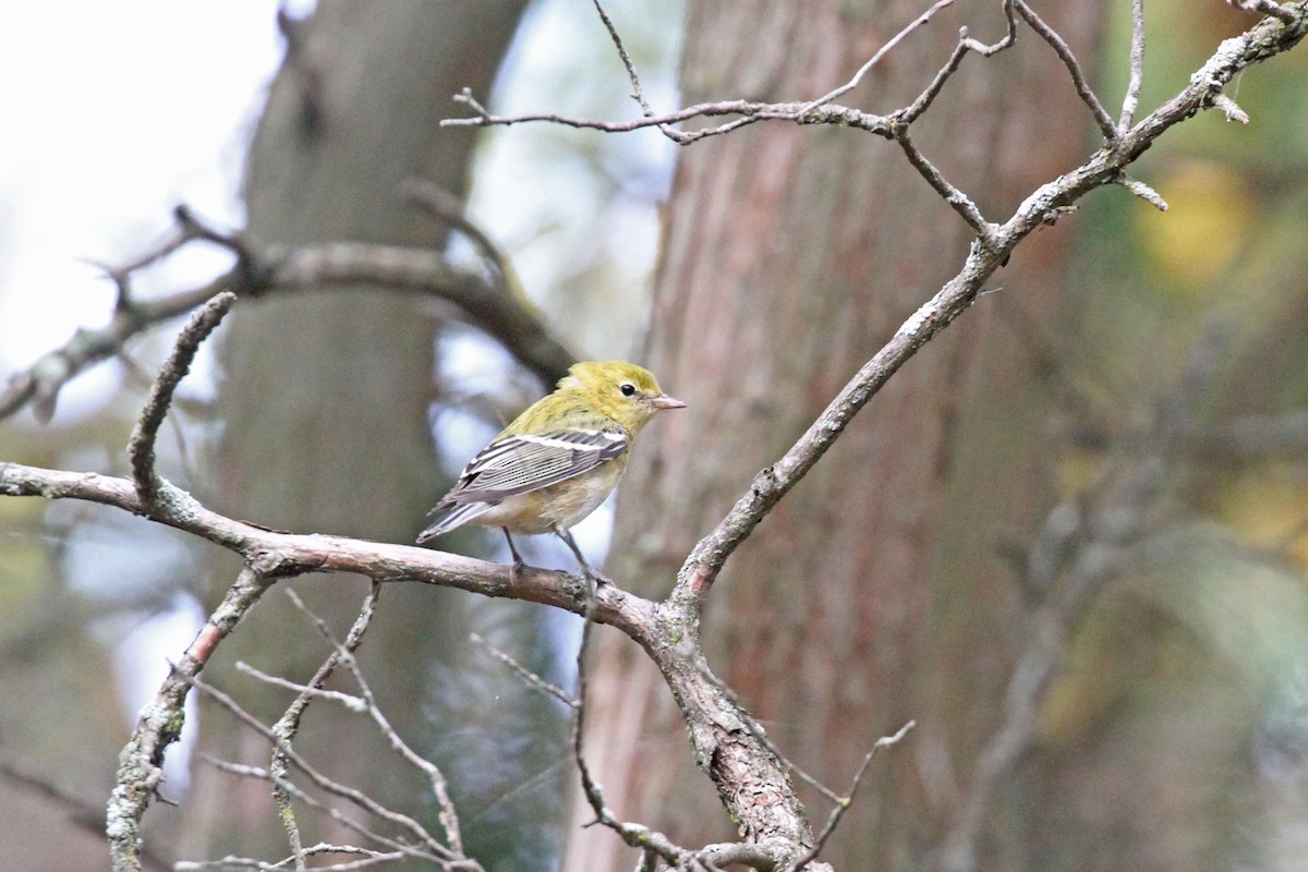 Bay-breasted Warbler - ML374362521