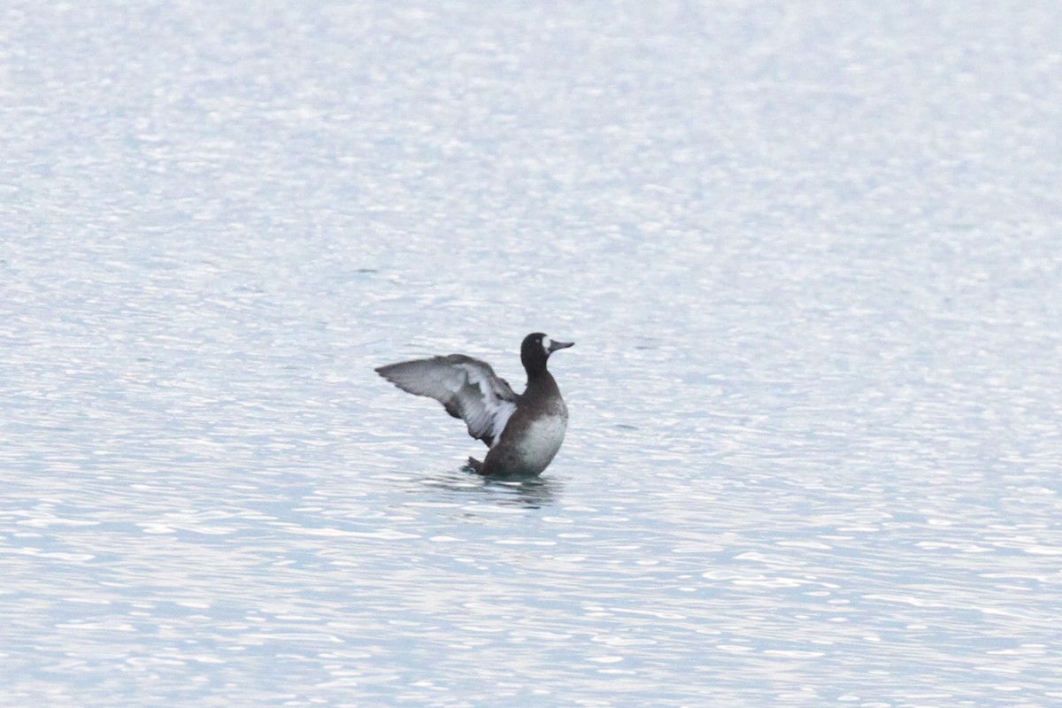 Greater Scaup - ML374362641
