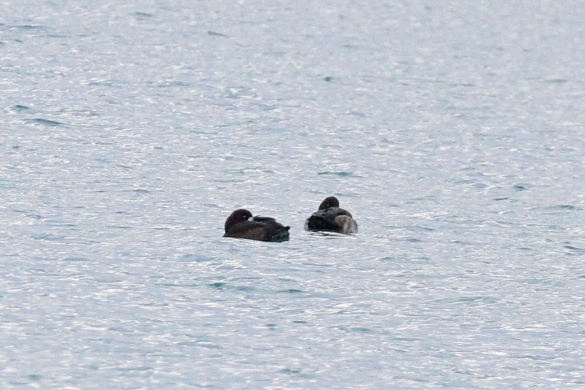 Greater Scaup - ML374362671