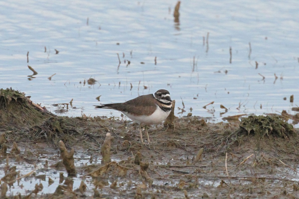 Killdeer - ML374362761