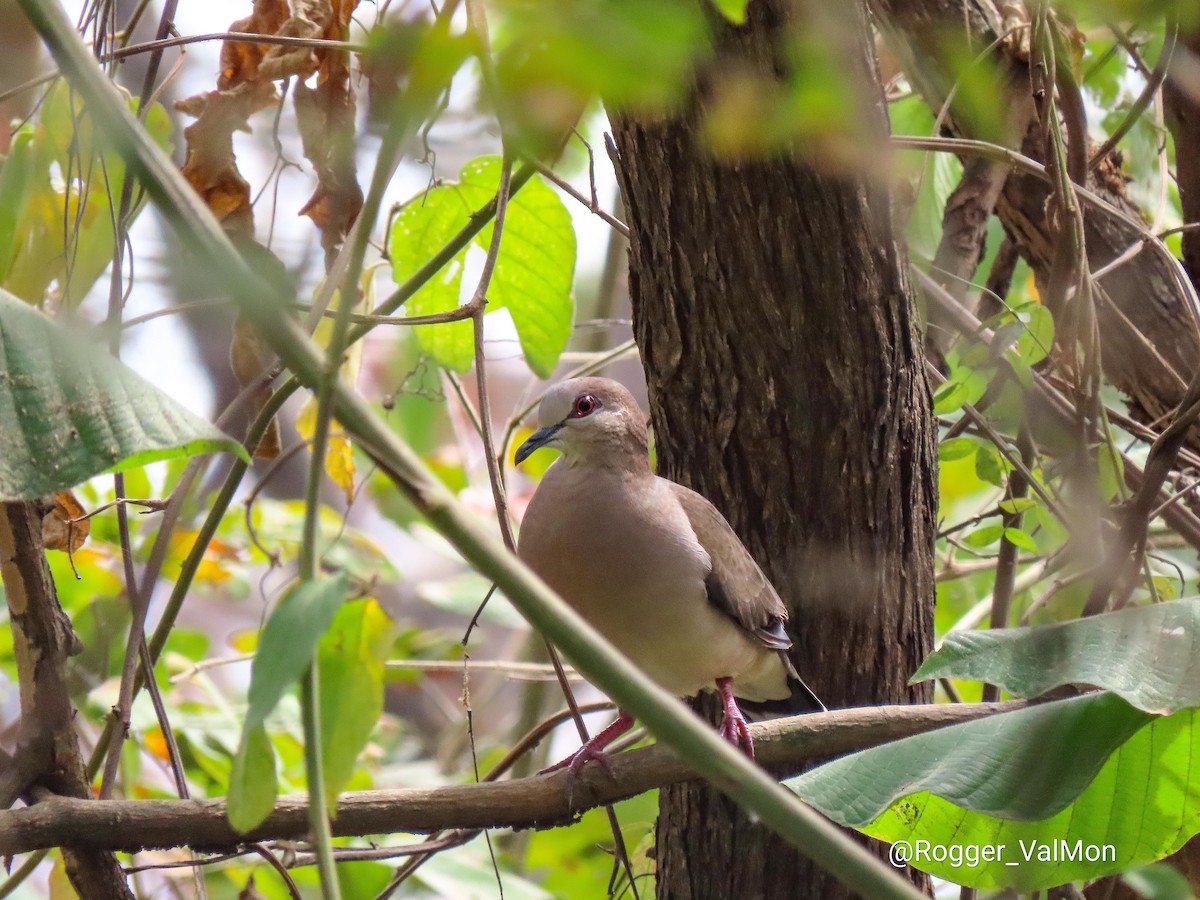 White-tipped Dove - ML374362811