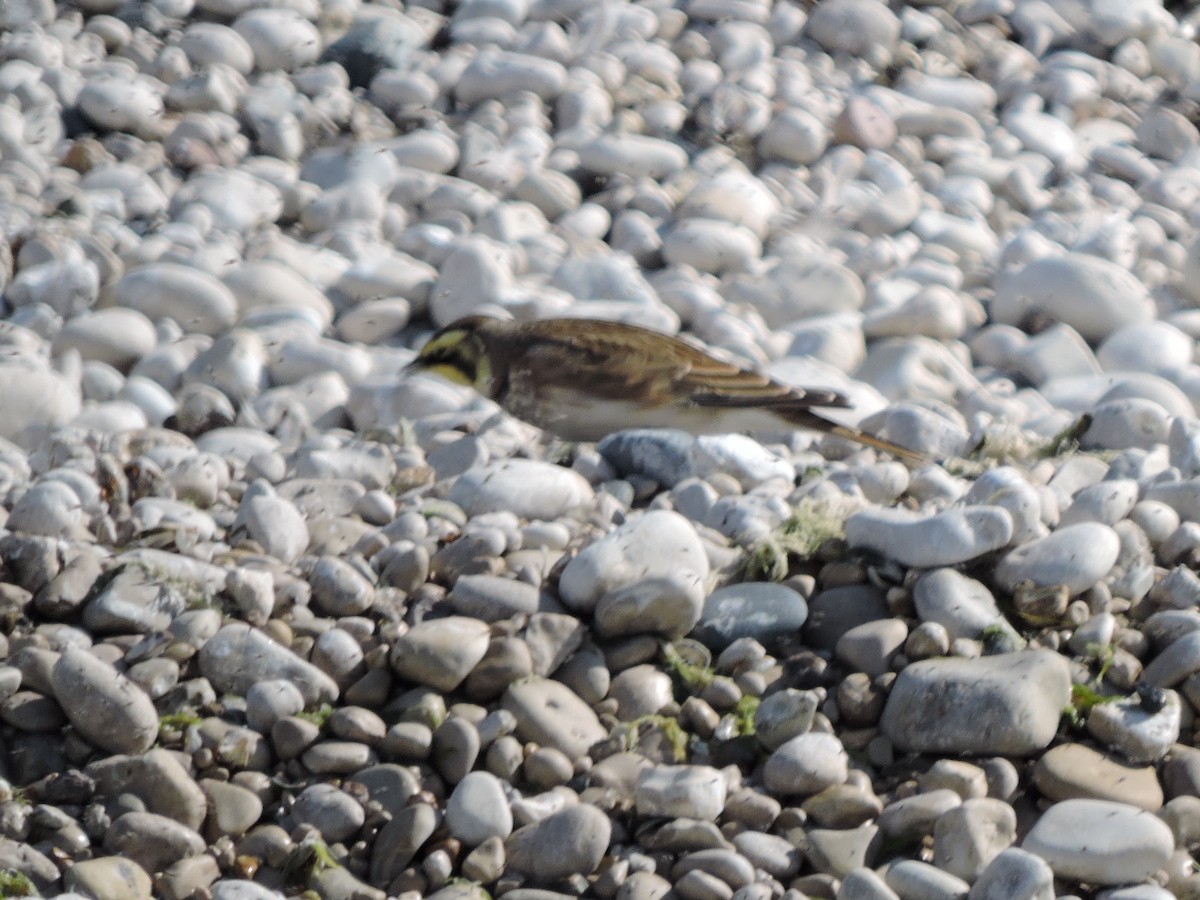 Horned Lark - ML374364051