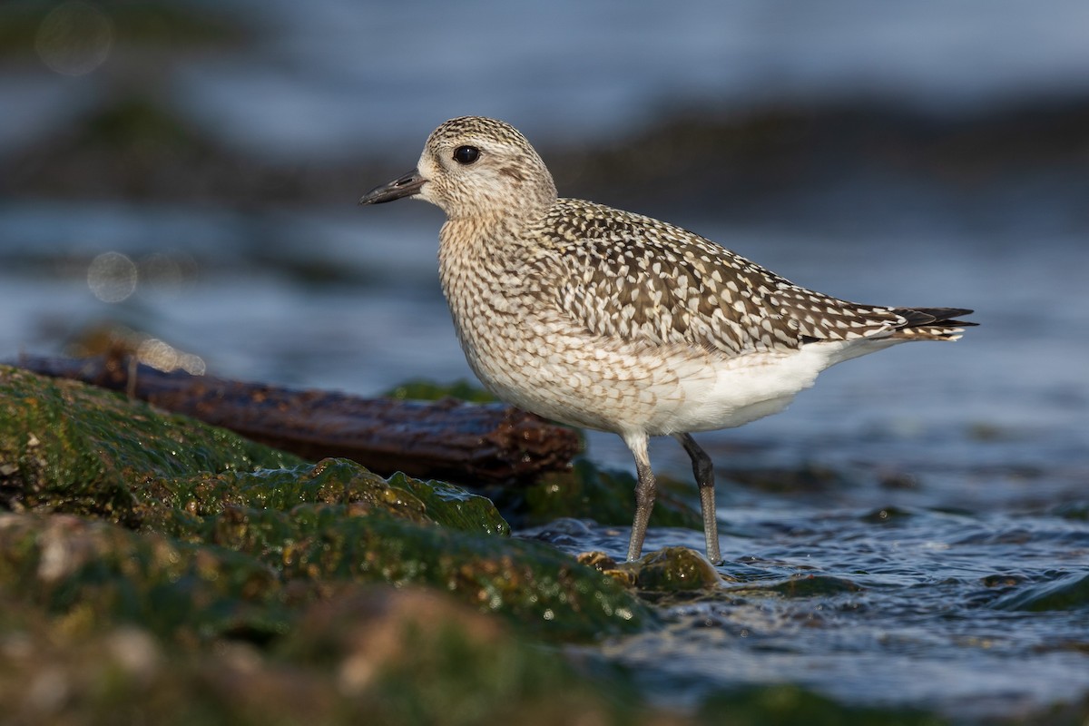 Black-bellied Plover - ML374365051