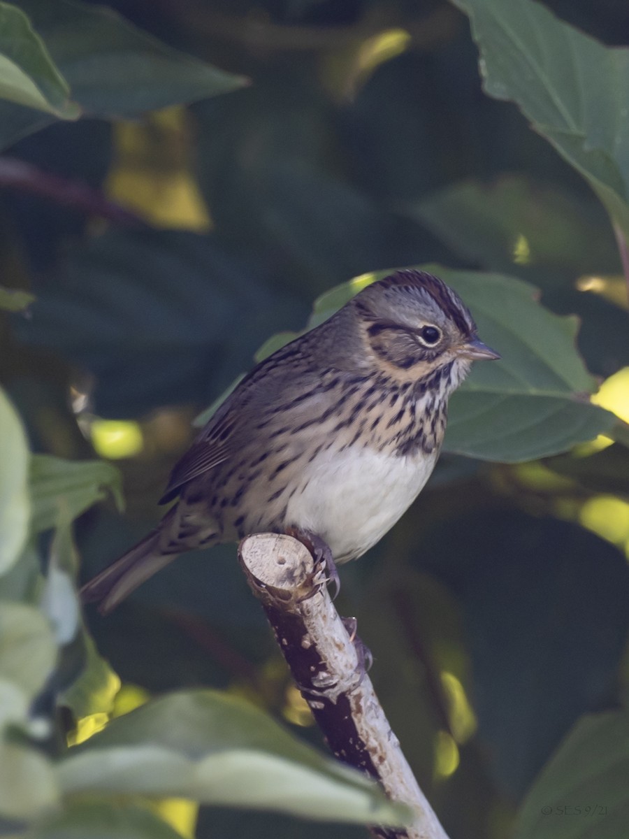 Lincoln's Sparrow - Scott Severs