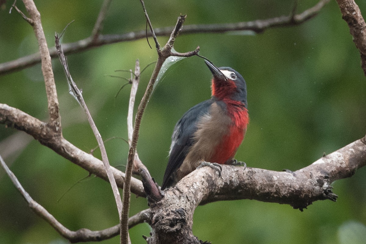 Puerto Rican Woodpecker - ML374366521