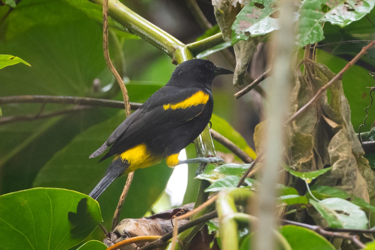 Puerto Rican Oriole - ML374366541