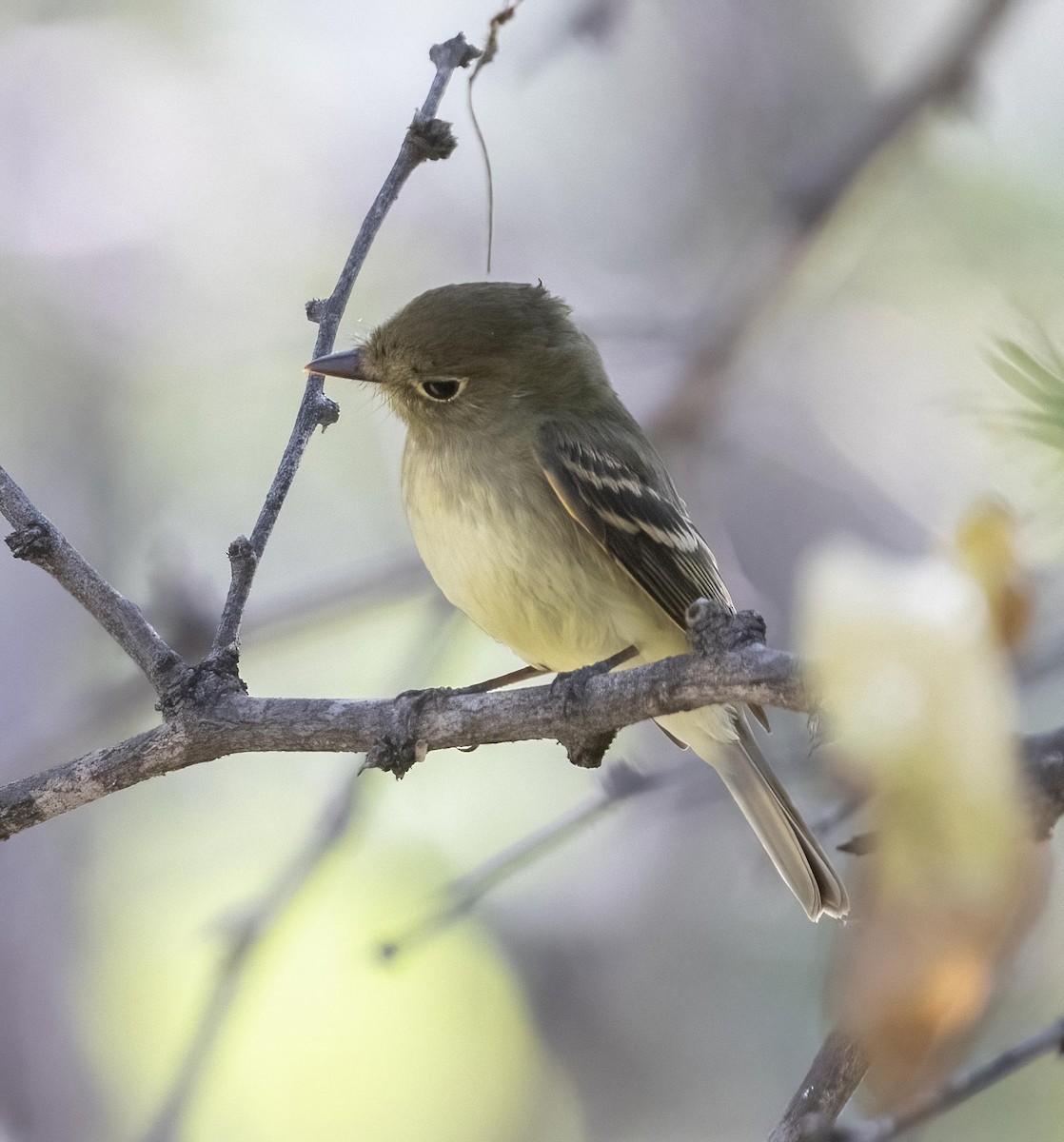 Western Flycatcher (Pacific-slope) - ML374367271