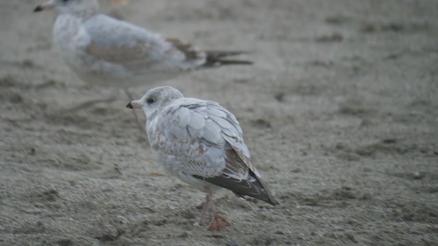 Ring-billed Gull - ML374367381