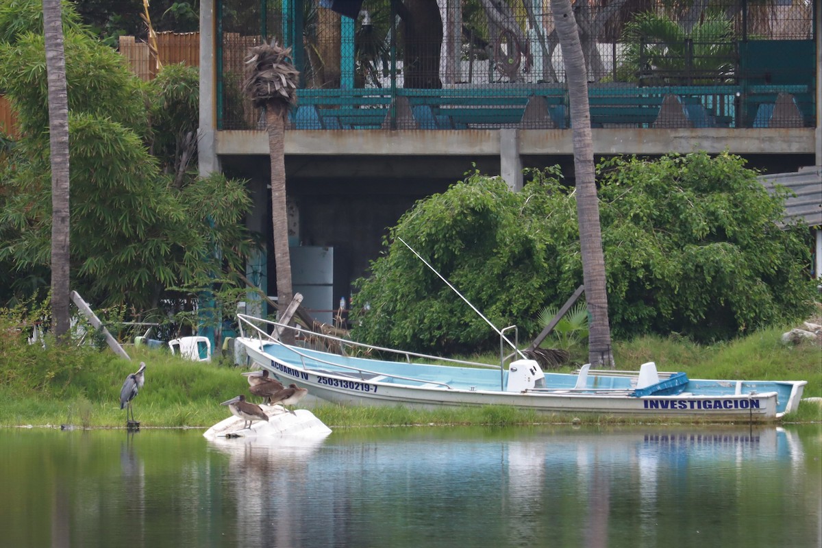 Great Blue Heron - ML374367551