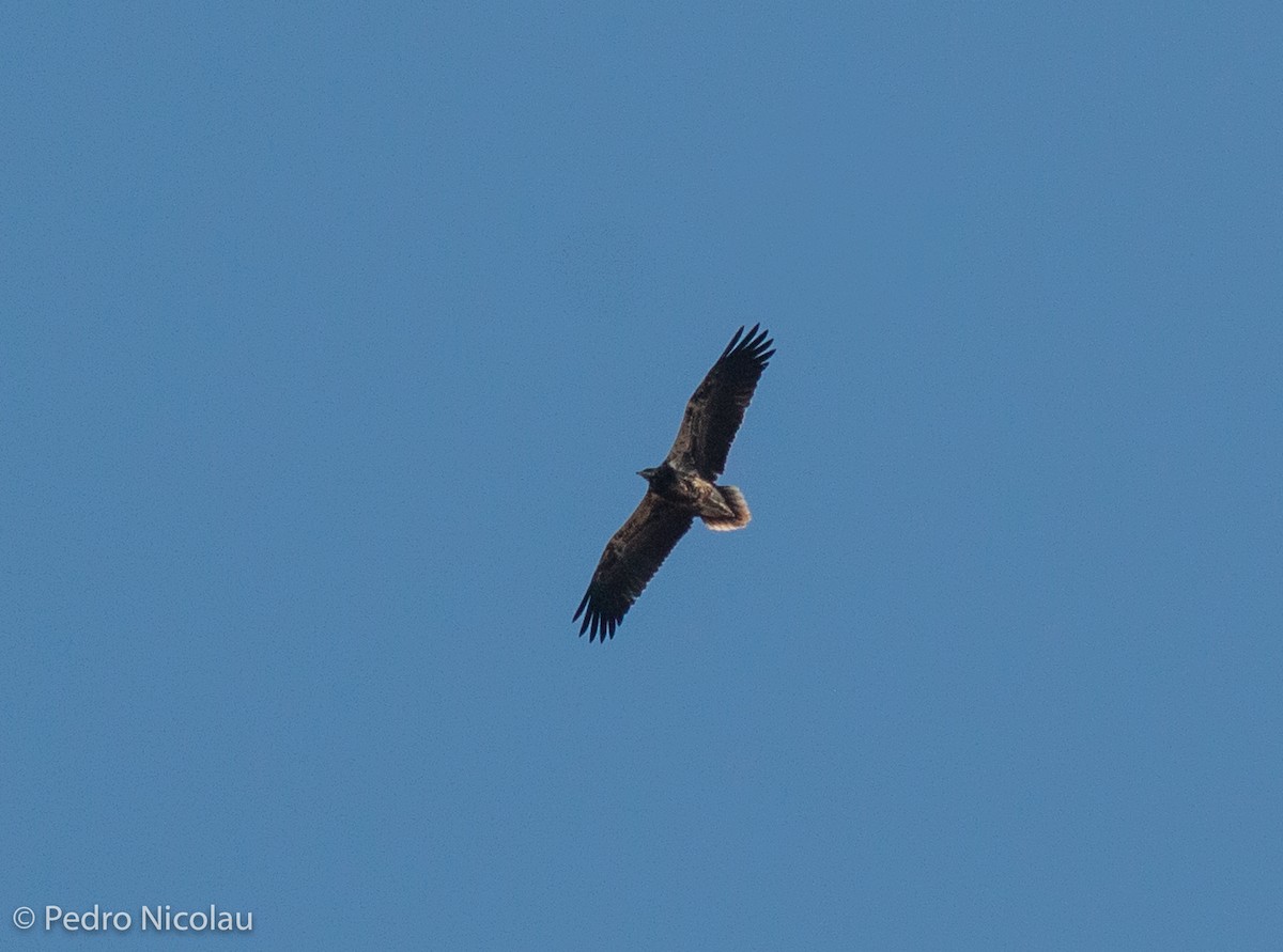 Egyptian Vulture - ML374367831