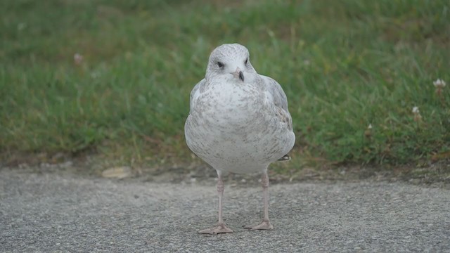 Ring-billed Gull - ML374368241