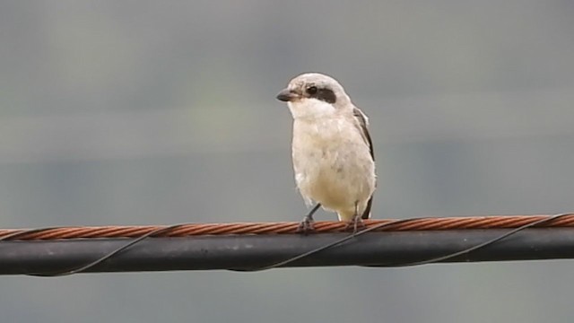 Сорокопуд чорнолобий - ML374368871