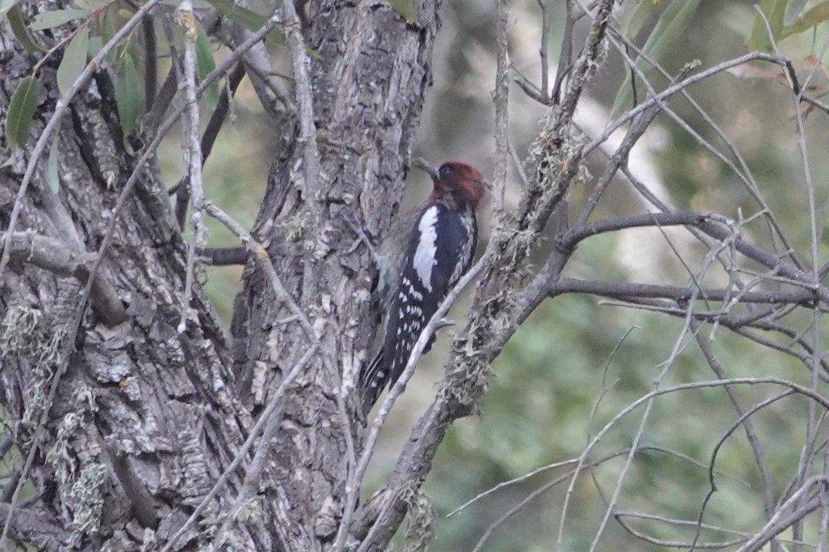 Red-breasted Sapsucker - ML374370141