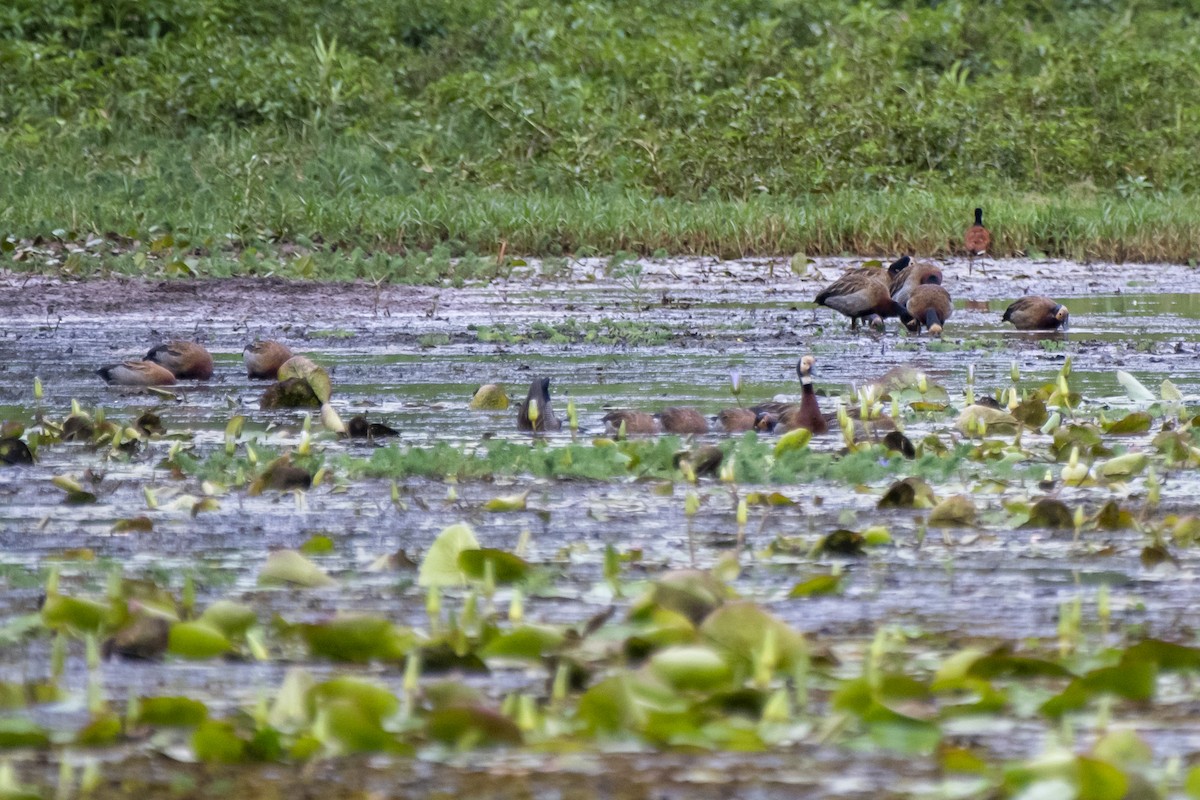 White-faced Whistling-Duck - ML374370541