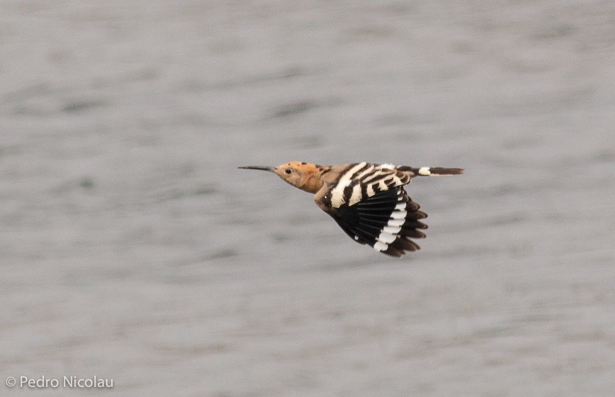 Eurasian Hoopoe - Pedro Nicolau