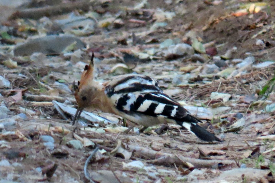 Eurasian Hoopoe - ML374371231